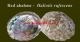 Red abalone 