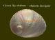 Greenlip abalone
