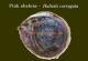 Pink abalone