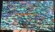 Paua laminated sheets B grade