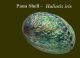 Paua shell