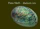 Paua shell