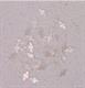 1pc White Mother of Pearl notched diamond 11.5mm x 1.5mm
