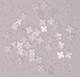1pc White Mother of Pearl notched square 5mm x 1.5mm   