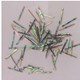 1 inch Paua strips 1.3mm Width  x 1.3mm thickness 