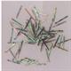 1 inch Paua strips 1.6mm Width  x 25mm Length x 1.3mm thickness   