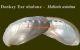 Donkey ear abalone