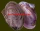 Pink mussel