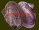 Pink mussel