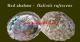 Red abalone