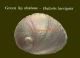 Greenlip abalone